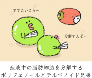 糖質カットが謳われている『サラシア』の副作用と効能を、イラスト付きで徹底説明するね。