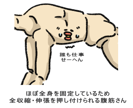 ほぼ全身を固定しているため 全収縮・伸張を押し付けられる腹筋さん