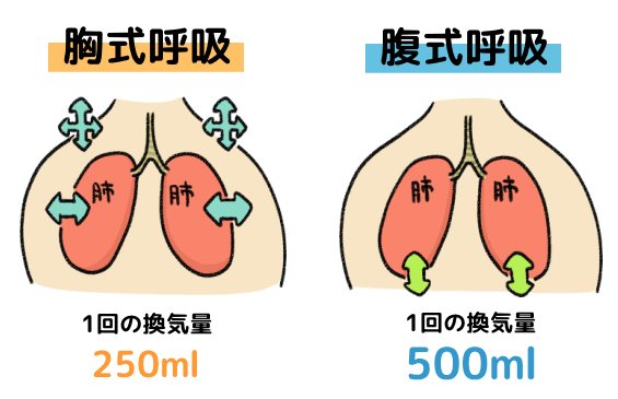 腹式呼吸と胸式呼吸の換気量の違い